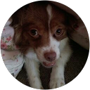 Daniel Corominas profile picture